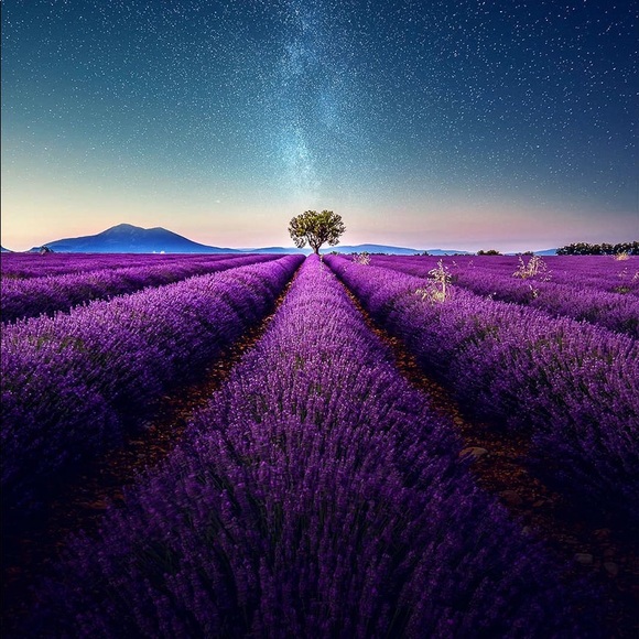lavenderdawn